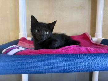 Ashling -  Domestic Short Hair Cat for Adoption in Berkeley, California - Ashling | PetCurious