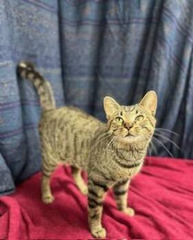 Rescue Domestic Short Hair Cats for Adoption in Upper Sandusky, Ohio - Woon | PetCurious