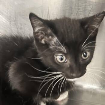 Einstein -  Domestic Short Hair Cat Available for Adoption in West Palm Beach, Florida - Einstein | PetCurious