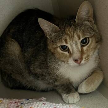 Tessa-semi-feral -  Domestic Short Hair Cat for Adoption in Durango, Colorado - Tessa-semi-feral | PetCurious