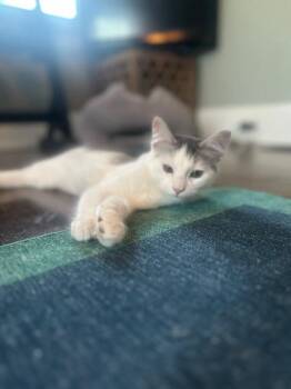 Ceviche -  Domestic Medium Hair Cat for Adoption in Cincinnati, Ohio - Ceviche | PetCurious
