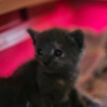 Domestic Short Hair Cats Available for Adoption in Montgomery, Alabama - Pinkie | PetCurious