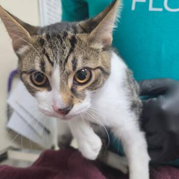 Rhaegal -  Domestic Short Hair Cat for Adoption in Lakeland, Florida - Rhaegal | PetCurious