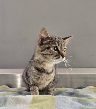 Trish -  Domestic Short Hair Cat for Adoption in Dickson, Tennessee - Trish | PetCurious