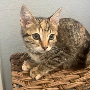 Domestic Short Hair Cats Available for Adoption in Riverside, California - Tamale | PetCurious