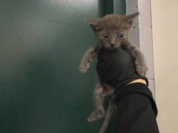 A1926663 -  Domestic Short Hair Cat for Adoption in Thousand Palms, California - A1926663 | PetCurious