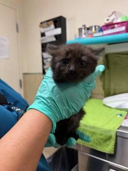 LOGAN -  Domestic Short Hair Cat for Adoption in Riverside, California - LOGAN | PetCurious