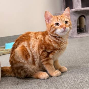 Domestic Short Hair Cats Available for Adoption - Dimitri | PetCurious