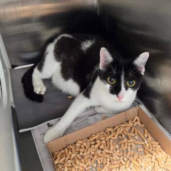 Mahoraga -  Domestic Short Hair Cat for Adoption in Chattanooga, Tennessee - Mahoraga | PetCurious