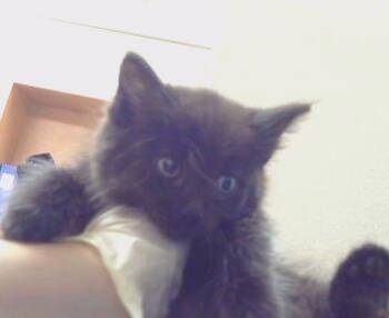 MAYA -  Domestic Medium Hair Cat for Adoption in Sacramento, California - MAYA | PetCurious