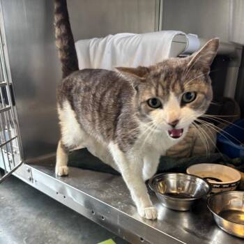 Domestic Short Hair Cats Available for Adoption in Wilmington, Delaware - Melvin | PetCurious