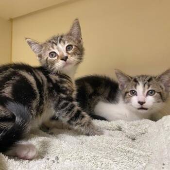 Jay -  Domestic Short Hair Cat for Adoption in Dayton, Ohio - Jay | PetCurious
