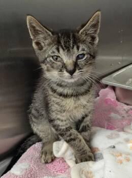 Brodie -  Domestic Short Hair Cat for Adoption in Hartsville, South Carolina - Brodie | PetCurious