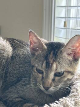 Rescue Domestic Short Hair Cats for Adoption in Biloxi, Mississippi - Cinnamon | PetCurious