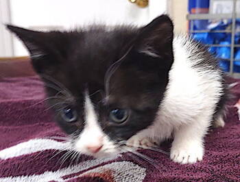 Rescue Domestic Short Hair Cats for Adoption in Albemarle, North Carolina - Demi | PetCurious