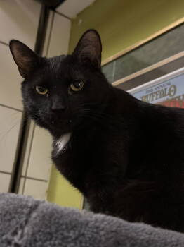 Rescue Domestic Short Hair Cats for Adoption in Blasdell, New York - Junior | PetCurious