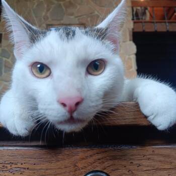 Michael -  Domestic Short Hair Cat Available for Adoption in Woodbury, New Jersey - Michael | PetCurious