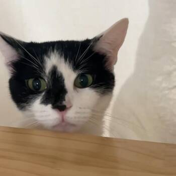 Tulum -  Domestic Short Hair Cat for Adoption - Tulum | PetCurious