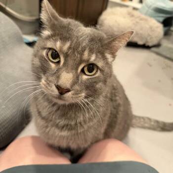 Baby (Mr) Grey -  Domestic Short Hair Cat for Adoption in Alexandria, Virginia - Baby (Mr) Grey | PetCurious