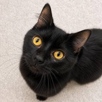 Luxor -  Domestic Medium Hair Cat for Adoption in Pontiac, Michigan - Luxor | PetCurious