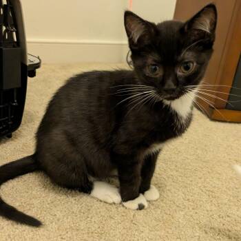 Domestic Short Hair Cats Available for Adoption - Adelie | PetCurious