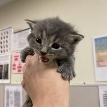 Eeyore -  Domestic Short Hair Cat for Adoption in Chicago, Illinois - Eeyore | PetCurious