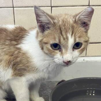 Meadow -  Domestic Short Hair Cat for Adoption in Knoxville, Tennessee - Meadow | PetCurious