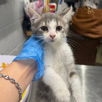Cherry -  Domestic Short Hair Cat for Adoption in Summerville, South Carolina - Cherry | PetCurious