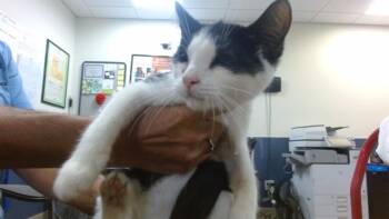 MOUSEY -  Domestic Short Hair Cat for Adoption in Doral, Florida - MOUSEY | PetCurious