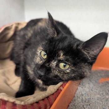 Emily -  Domestic Short Hair Cat for Adoption in Dayton, Ohio - Emily | PetCurious