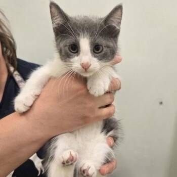 Dusty -  Domestic Short Hair Cat for Adoption in Phoenixville, Pennsylvania - Dusty | PetCurious