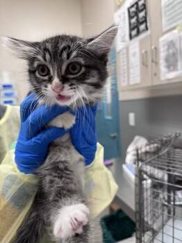 ALICE -  Domestic Short Hair Cat for Adoption in Las Vegas, Nevada - ALICE | PetCurious