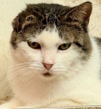 Rescue Domestic Short Hair Cats for Adoption in Newburg, Missouri - Califlower | PetCurious