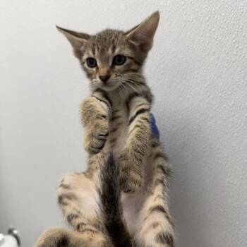 Georgia (orange collar) -  Domestic Short Hair Cat for Adoption in Redwood City, California - Georgia (orange Collar) | PetCurious