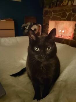 Domestic Short Hair Cats Available for Adoption in Toronto, Ontario - Raven | PetCurious