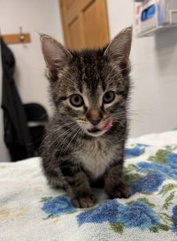 School Bus -  Domestic Short Hair Cat for Adoption in Saint Paul, Minnesota - School Bus | PetCurious