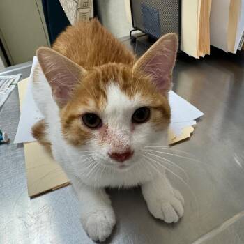 Dial -  Domestic Short Hair Cat for Adoption in Pekin, Illinois - Dial | PetCurious