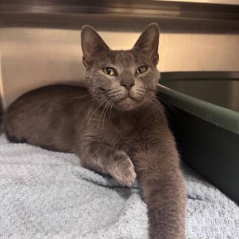 Rina 28455 -  Domestic Short Hair Cat for Adoption in Middleburg, Florida - Rina 28455 | PetCurious