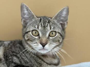 Light -  Domestic Short Hair Cat for Adoption in Portland, Oregon - Light | PetCurious