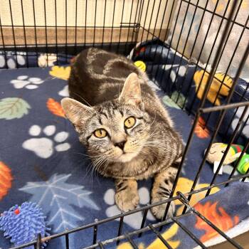 Domestic Short Hair Cats Available for Adoption in Myerstown, Pennsylvania - Dexter Morgan | PetCurious