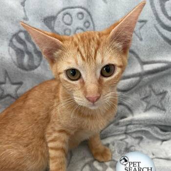 Rescue Domestic Short Hair Cats for Adoption in Washington, Pennsylvania - Chicken | PetCurious