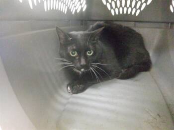 Domestic Short Hair Cats Available for Adoption in Oroville, California - TUX | PetCurious