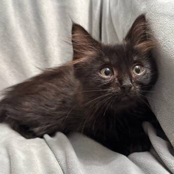 Rescue Domestic Long Hair Cats for Adoption in Brea, California - Mavis | PetCurious