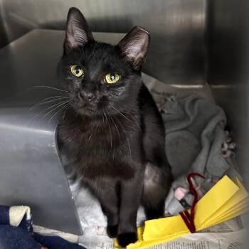 Annalise -  Domestic Short Hair Cat for Adoption in Chicago, Illinois - Annalise | PetCurious