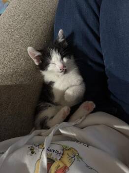 Cow -  Domestic Short Hair Cat for Adoption - Cow | PetCurious