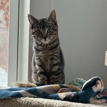Nandi Bear -  Domestic Short Hair Cat for Adoption in Brighton, Missouri - Nandi Bear | PetCurious