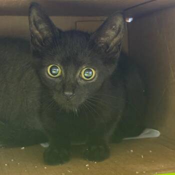 Larry -  Domestic Short Hair Cat for Adoption in Corbin, Kentucky - Larry | PetCurious