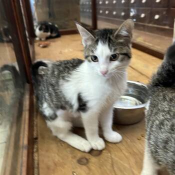 Rescue Domestic Short Hair Cats for Adoption in Springdale, Arkansas - Troi | PetCurious