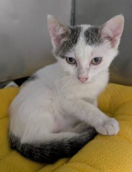 Jake -  Domestic Short Hair Cat for Adoption in New Ulm, Minnesota - Jake | PetCurious
