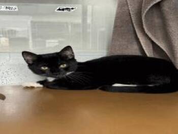 Castor -  Domestic Short Hair Cat for Adoption in Largo, Florida - Castor | PetCurious